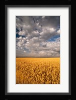 Summer Morning Wheat Fields, South Dakota Fine Art Print