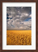 Summer Morning Wheat Fields, South Dakota Fine Art Print