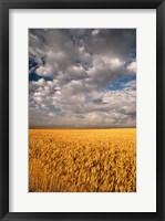 Summer Morning Wheat Fields, South Dakota Fine Art Print