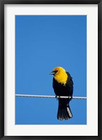 Yellow-Headed Blackbird On A Power Line Fine Art Print