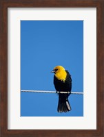 Yellow-Headed Blackbird On A Power Line Fine Art Print