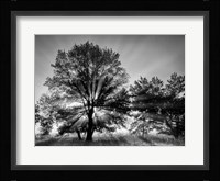 Sunrise Through Fog And Trees At Cades Cove (BW) Fine Art Print