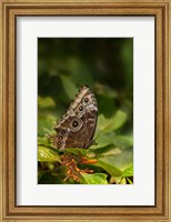 Giant Owl Butterfly On A Leaf Fine Art Print