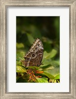 Giant Owl Butterfly On A Leaf Fine Art Print