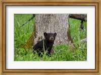 Black Bear Cub Next To A Tree Fine Art Print