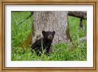 Black Bear Cub Next To A Tree Fine Art Print
