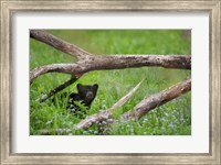 Black Bear Cub Under Branches Fine Art Print