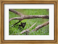 Black Bear Cub Under Branches Fine Art Print