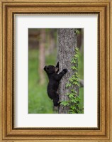 Black Bear Cub Climbing A Tree Fine Art Print