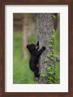 Black Bear Cub Climbing A Tree Fine Art Print