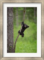 Black Bear Cub Playing On A Tree Limb Fine Art Print