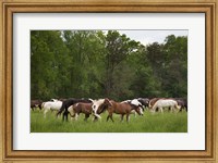 Herd Of Horses In Cade's Cove Pasture Fine Art Print