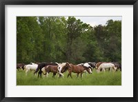 Herd Of Horses In Cade's Cove Pasture Fine Art Print