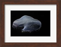 Moon Jellyfish In Aquarium Fine Art Print