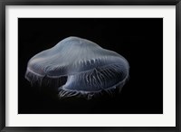 Moon Jellyfish In Aquarium Fine Art Print