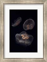 Three Moon Jellyfish In Aquarium Fine Art Print