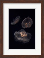 Three Moon Jellyfish In Aquarium Fine Art Print