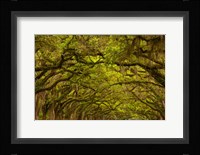 Oaks Covered In Spanish Moss, Savannah, Georgia Fine Art Print