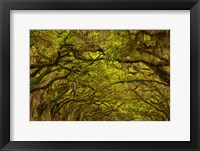 Oaks Covered In Spanish Moss, Savannah, Georgia Fine Art Print
