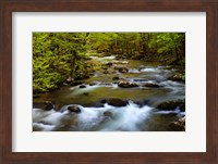 Spring Reflections On The Little River Fine Art Print