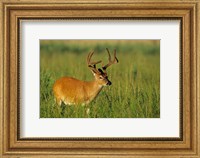 White-Tailed Deer, Tennessee Fine Art Print