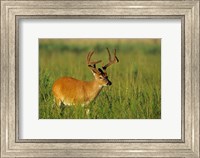 White-Tailed Deer, Tennessee Fine Art Print