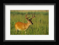 White-Tailed Deer, Tennessee Fine Art Print