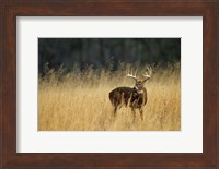 White-Tailed Deer A In Field Of Tennessee Fine Art Print