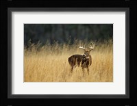 White-Tailed Deer A In Field Of Tennessee Fine Art Print