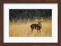 White-Tailed Deer A In Field Of Tennessee Fine Art Print