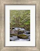 Dogwood Trees Above The Middle Prong Of Little River Fine Art Print