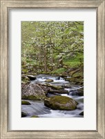 Dogwood Trees Above The Middle Prong Of Little River Fine Art Print