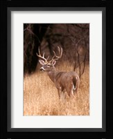 A White Tailed Deer Stays On Alert Fine Art Print