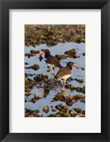American Oystercatcher Pair On An Oyster Reef Fine Art Print