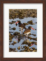 American Oystercatcher Pair On An Oyster Reef Fine Art Print