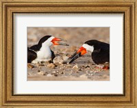 Black Skimmers And Chick Fine Art Print