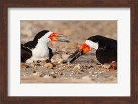 Black Skimmers And Chick Fine Art Print