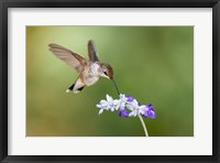 Black-Chinned Hummingbird Feeding Fine Art Print