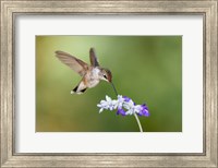 Black-Chinned Hummingbird Feeding Fine Art Print