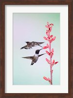 Two Black-Chinned Hummingbirds Feeding Fine Art Print
