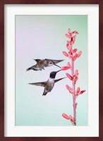 Two Black-Chinned Hummingbirds Feeding Fine Art Print
