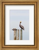 Brown Pelicans Resting On Piling Fine Art Print