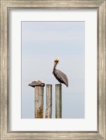 Brown Pelicans Resting On Piling Fine Art Print