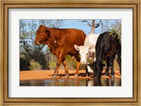Cattle Drinking Fine Art Print
