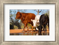 Cattle Drinking Fine Art Print