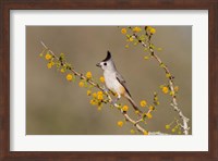 Black-Crested Titmouse Perched In A Huisache Tree Fine Art Print