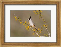 Black-Crested Titmouse Perched In A Huisache Tree Fine Art Print
