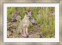 Gray Fox On A Hillside Fine Art Print