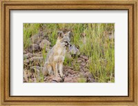 Gray Fox On A Hillside Fine Art Print