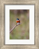 Green Kingfisher On A Hunting Perch Fine Art Print
